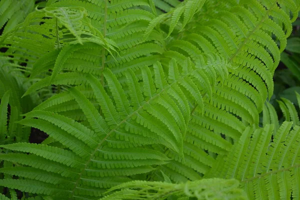 Polypodiophyta Folha Samambaia Frond Jardinagem Folhas Verdes Arbustos Decoração Canteiros — Fotografia de Stock