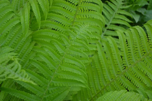 Polypodiophyta Folha Samambaia Frond Jardinagem Verde Decoração Canteiros Flores Cachos — Fotografia de Stock