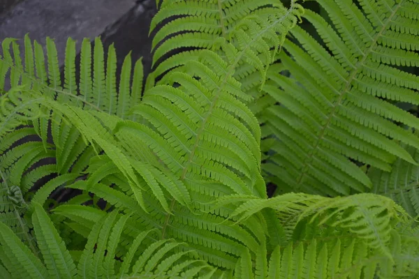 ポリポジオフィータシダの葉 フロント ガーデニング 緑だ装飾だシダ — ストック写真