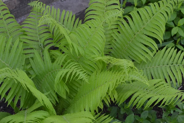 Полиподиофиты Папоротник Leaf Frond Садоводство Зеленый Декоративный Цветок Ферн — стоковое фото