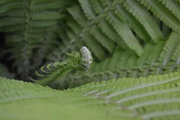 Polypodiophyta Fern Leaf Frond Zahradničení Domácí Zahrada Květinové Záhony Dům — Stock fotografie