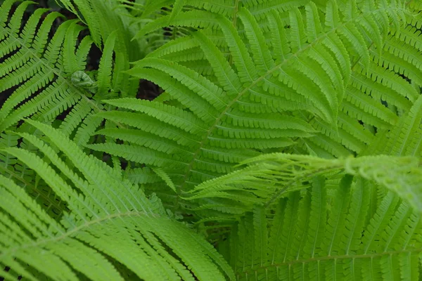 Polypodiophyta Eğreltiotu Yaprağı Frond Bahçıvanlık Bahçesi Yeşil Yapraklar Çalılar Dekorasyon — Stok fotoğraf