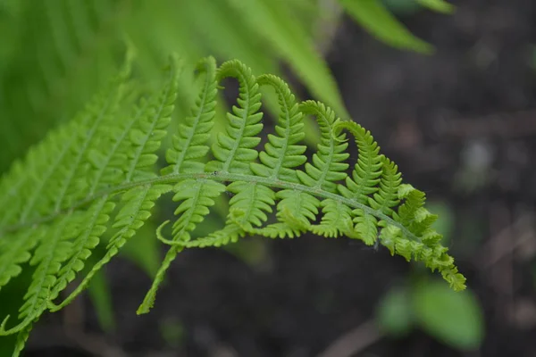 Fern. Polypodiophyta. Fern Leaf - Frond. Gardening. Home garden, flower bed. Green leaves, bushes. Decoration flower beds, beautiful curls