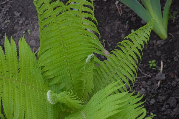 Dekorasyon Çiçekleri Güzel Bukleler Eğrelti Polypodiophyta Eğreltiotu Yaprağı Frond Bahçıvanlık — Stok fotoğraf