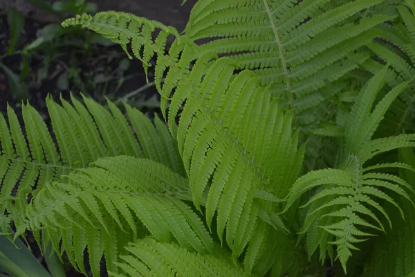 Decoratie Bloembedden Mooie Krullen Varen Polypodiofyta Varkensblad Frond Tuinieren Tuin — Stockfoto