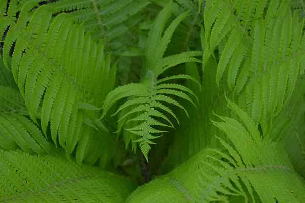 Decoração Canteiros Flores Cachos Bonitos Samambaia Polypodiophyta Folha Samambaia Frond — Fotografia de Stock