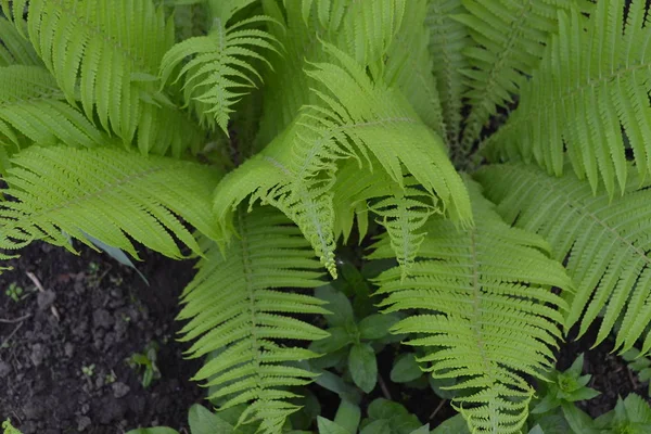 Decoração Canteiros Flores Cachos Bonitos Samambaia Polypodiophyta Folha Samambaia Frond — Fotografia de Stock