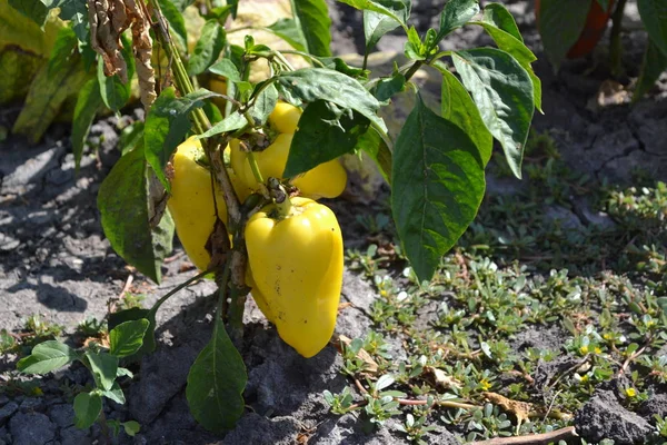 Gardening. Home garden, flower bed. House. Green leaves, bushes. Pepper Caps. Capsicum annuum. Agricultural vegetables. Annual herbaceous plant. Yellow fruit