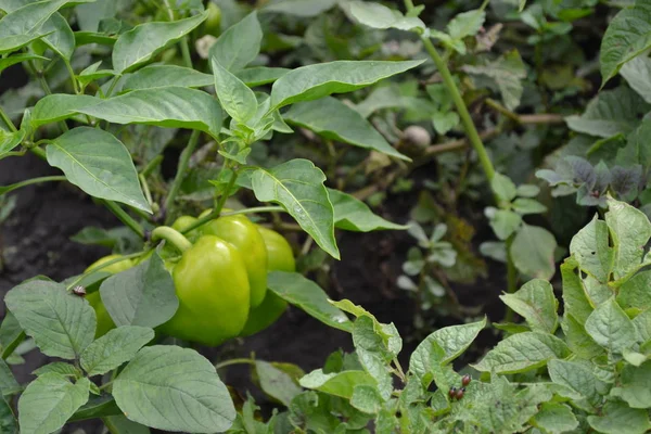 Gardening Home Garden Flower Bed Pepper Caps Capsicum Annuum Agricultural — 스톡 사진