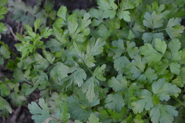 Zelené Listy Zahradničení Petržel Petroselinum Crispum Oblíbené Koření Vaření — Stock fotografie