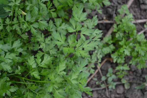 Rośliny Domowe Produkty Ogrodnictwo Naturalnie Domowy Ogród Pietruszka Petroselinum Crispum — Zdjęcie stockowe