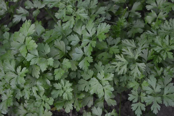 Naturales Jardín Casero Perejil Petroselinum Crispum Sazón Cocina Popular — Foto de Stock