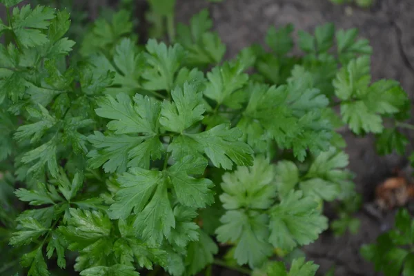 Přirozeně Domů Petržel Petroselinum Crispum Oblíbené Koření Vaření — Stock fotografie