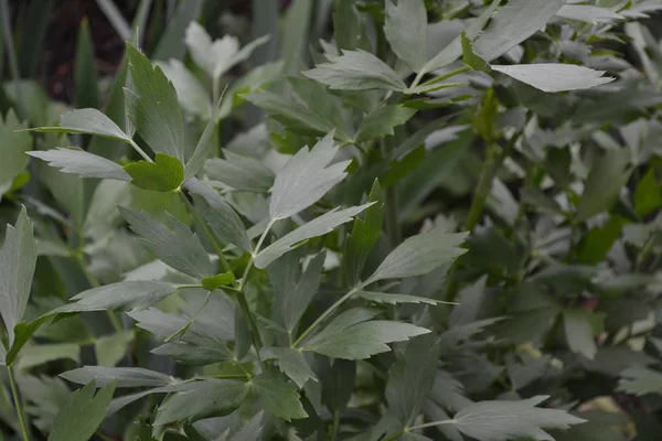 Lovage. Levisticum officinal. Perennial herbaceous plant, monotypic genus of the family Umbrella. Home flowerbed, garden. Medicinal plant. Green shiny leaves, peculiar smell — Stock Image Lovage Levisticum Officinal Perennial Herbaceous Plant Monotypic Genus Family Umbrella Royalty Free Stock Photos