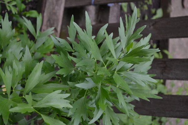 Lovage. Levisticum officinal. Perennial herbaceous plant, monotypic genus of the family Umbrella. Home flowerbed, garden. Medicinal plant. Green — Stock Image Lovage Levisticum Officinal Perennial Herbaceous Plant Monotypic Genus Family Umbrella Royalty Free Stock Photos
