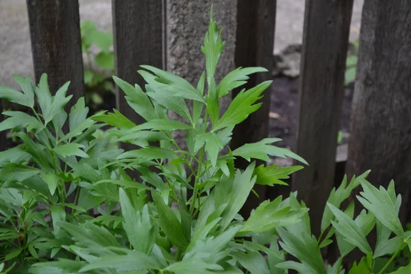 Lovage. Levisticum officinal. Perennial herbaceous plant, monotypic genus of the family Umbrella. Home — Stock Image Lovage Levisticum Officinal Perennial Herbaceous Plant Monotypic Genus Family Umbrella Stock Image