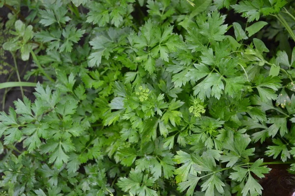 Popular Cooking Seasoning Parsley Petroselinum Crispum Herb Gardening — Stock Photo, Image