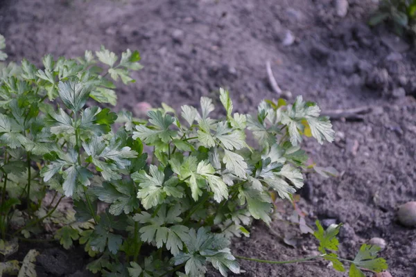 Gardening Home Plants Products Natural Home Garden Flower Bed Parsley — Stock Photo, Image