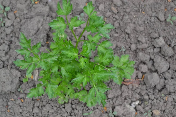 Home plants, products. Gardening. Natural. Parsley. Petroselinum crispum. Popular cooking seasoning