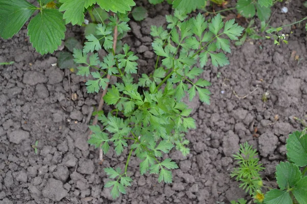 Pflanzen Produkte Gartenarbeit Natürlich Hausgarten Blumenbeet Haus Feld Bauernhof Dorf — Stockfoto