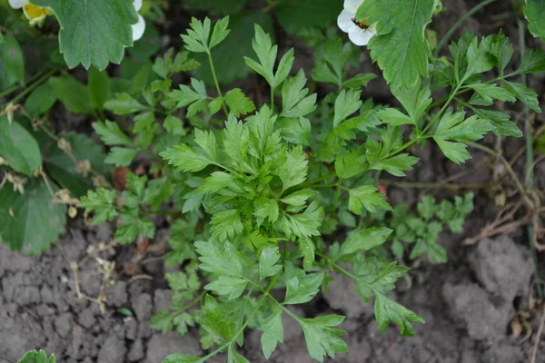 Home plants, products. Gardening. Natural. Parsley. Petroselinum crispum, herb. Popular cooking seasoning