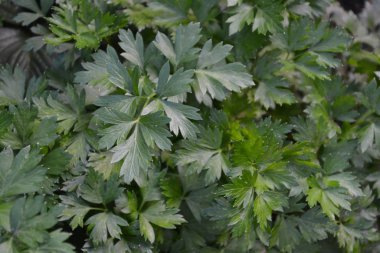 Bahçıvanlık. Ev bahçesi, yatak. Maydanoz. Petroselinum crispum, bienal bitki. Popüler yemek çeşnisi.