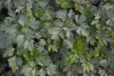 Bahçıvanlık. Ev bahçesi, çiçek tarlası. Yeşil yapraklar, çalılar. Maydanoz. Petroselinum crispum, bienal bitki. Popüler yemek çeşnisi.