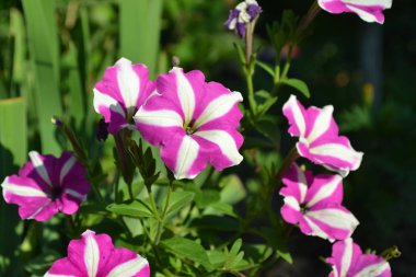 Ev bahçesi, çiçek tarlası. Bahçıvanlık. Yeşil yapraklar. Petunya çiçeği. Çiçek açan petunya melezi. Solanaceae familyasının otçul ya da yarı çalı bitkisi.