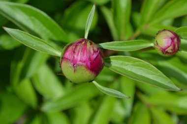 Kırmızı çiçekler. Bahçıvanlık. Ev bahçesi, çiçek tarlası. - Ev. Yeşil. Flower Peony. Peeonia, otçul daimi bitkiler ve yaprak döken çalılar
