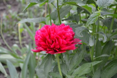 Kırmızı çiçekler. Bahçıvanlık. Ev bahçesi, çiçek tarlası. Ev, tarla. Yeşil yapraklar, çalılar. Flower Peony. Peeonia, otçul daimi bitkiler ve yaprak döken çalılar