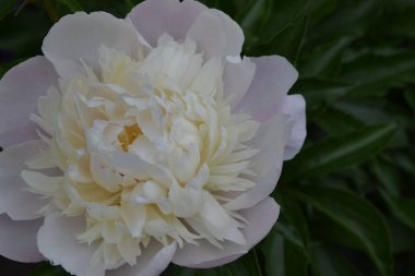 Bahçe işleri, bahçe, çiçek tarhı. Ev, tarla, çiftlik. Yeşil yapraklar, çalılar. Flower Peony. Peeonia, uzun ömürlü otlar ve yaprak döken çalılar. Beyaz çiçekler