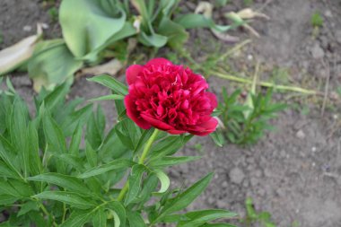 Ev bahçesi, çiçek tarlası. Yeşil yapraklar. Flower Peony. Bahçıvanlık. Peeonia, uzun ömürlü otlar ve yaprak döken çalılar. Kırmızı çiçekler
