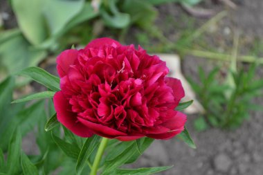 Ev bahçesi, çiçek tarlası. Ev, tarla, çiftlik, köy. Yeşil yapraklar, çalılar. Flower Peony. Bahçıvanlık. Peeonia, uzun ömürlü otlar ve yaprak döken çalılar. Kırmızı çiçekler