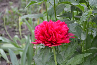 Kırmızı çiçekler. Bahçıvanlık. Ev bahçesi, çiçek tarlası. - Ev. Yeşil yapraklar, çalılar. Flower Peony. Peeonia, otçul daimi bitkiler ve yaprak döken çalılar