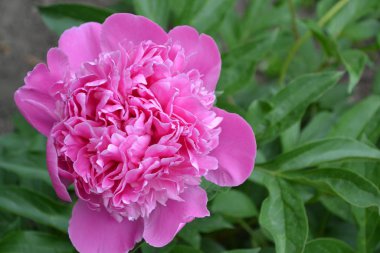 Bahçe işleri, bahçe, çiçek tarhı. Ev, tarla. Yeşil yapraklar, çalılar. Flower Peony. Peeonia, uzun ömürlü otlar ve yaprak döken çalılar. Pembe çiçekler