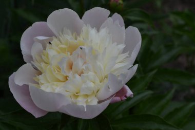 Bahçe işleri, bahçe, çiçek tarhı. - Ev. Yeşil yapraklar, çalılar. Flower Peony. Peeonia, uzun ömürlü otlar ve yaprak döken çalılar. Beyaz çiçekler