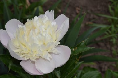 Bahçe Bahçesi. Yeşil yapraklar, çalılar. Flower Peony. Peeonia, uzun ömürlü otlar ve yaprak döken çalılar. Beyaz çiçekler