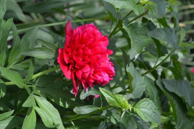 Bahçe Evi. Flower Peony. Peeonia, uzun ömürlü otlar ve yaprak döken çalılar. Kırmızı çiçekler