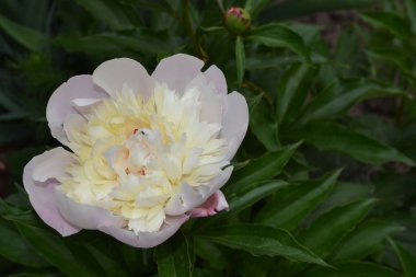 Bahçıvanlık. Yeşil yapraklar, çalılar. Flower Peony. Peeonia, uzun ömürlü otlar ve yaprak döken çalılar. Beyaz çiçekler