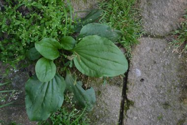 Ev bahçesi, çiçek tarlası. Ev, tarla. Yeşil yapraklar, çalılar. Plantain. Plantagenaceae familyasından uzun ömürlü bir bitki. Bahçıvanlık. Değerli tıbbi tesis