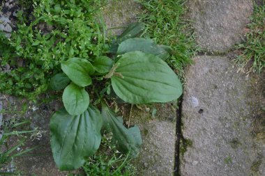 Ev bahçesi, çiçek tarlası. Ev, tarla, çiftlik. Yeşil yapraklar, çalılar. Plantain. Plantagenaceae familyasından uzun ömürlü bir bitki. Bahçıvanlık. Değerli tıbbi tesis