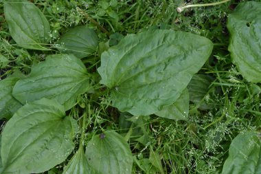 Bahçıvanlık. Plantain. Plantagenaceae familyasından uzun ömürlü bir bitki. Değerli tıbbi tesis