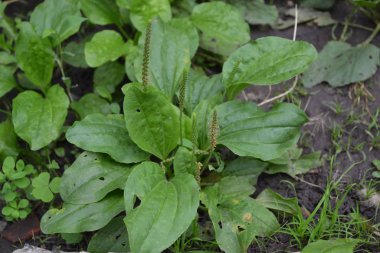 Değerli bir tıbbi tesis. Bahçıvanlık. Yeşil yapraklar, çalılar. Plantain. Bitki Major, Plantagenaceae familyasının daimi bitkisi.