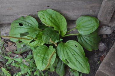 Değerli bir tıbbi tesis. Bahçıvanlık. Ev bahçesi, çiçek tarlası. - Ev. Yeşil yapraklar, çalılar. Plantain. Bitki Major, Plantagenaceae familyasının daimi bitkisi.