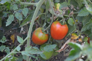 Bahçıvanlık. Ev bahçesi, çiçek tarlası. Ev, tarla. Yeşil yapraklar, çalılar. Kırmızı sebze. Bir domates. Solanum lycopersicum, bitkisel bitki, Solanum cinsi. Lezzetli ve sağlıklı