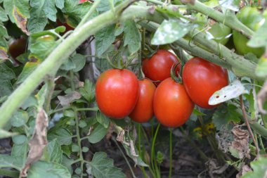 Ev bahçesi, çiçek tarlası. Bahçıvanlık. Yeşil yapraklar, çalılar. Kırmızı sebze. Bir domates. Solanum lycopersicum, bitkisel bitki, Solanum cinsi. Lezzetli ve sağlıklı