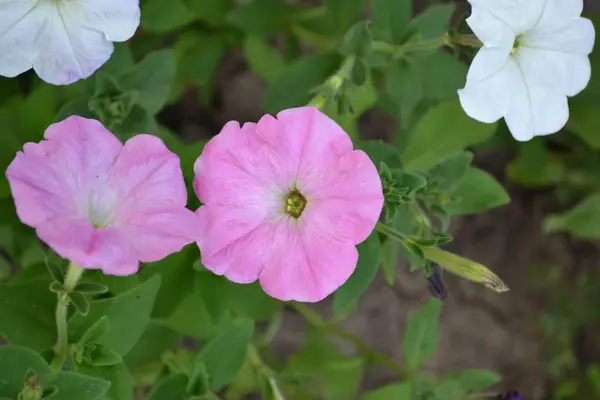 ガーデニング ホームガーデン 緑の葉ペチュニアの花 ペチュニア ハイブリッドを開花させるソラナシア科の草本または半低木多年生植物 — ストック写真