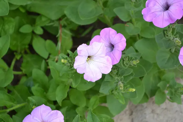 Planta Herbácea Semiarbustiva Perenne Familia Solanaceae Jardinería Jardín Macizo Flores — Foto de Stock