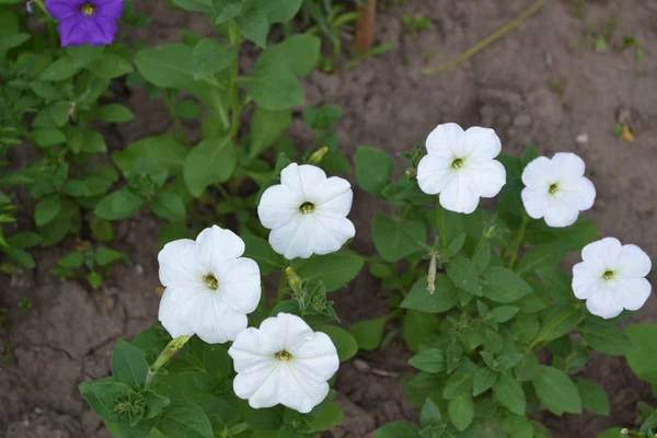 Jardinage Jardin Intérieur Lit Fleurs Feuilles Vertes Buissons Fleur Pétunia — Photo