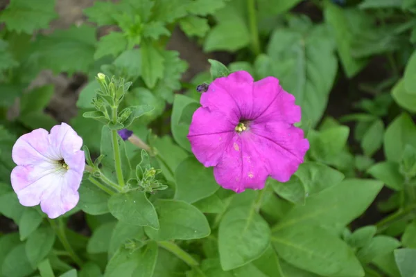 Planta Herbácea Semiarbustiva Perenne Familia Solanaceae Jardinería Jardín Casero Cama — Foto de Stock